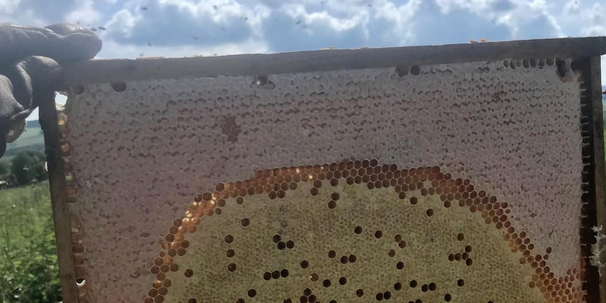 Hřebečská medovina