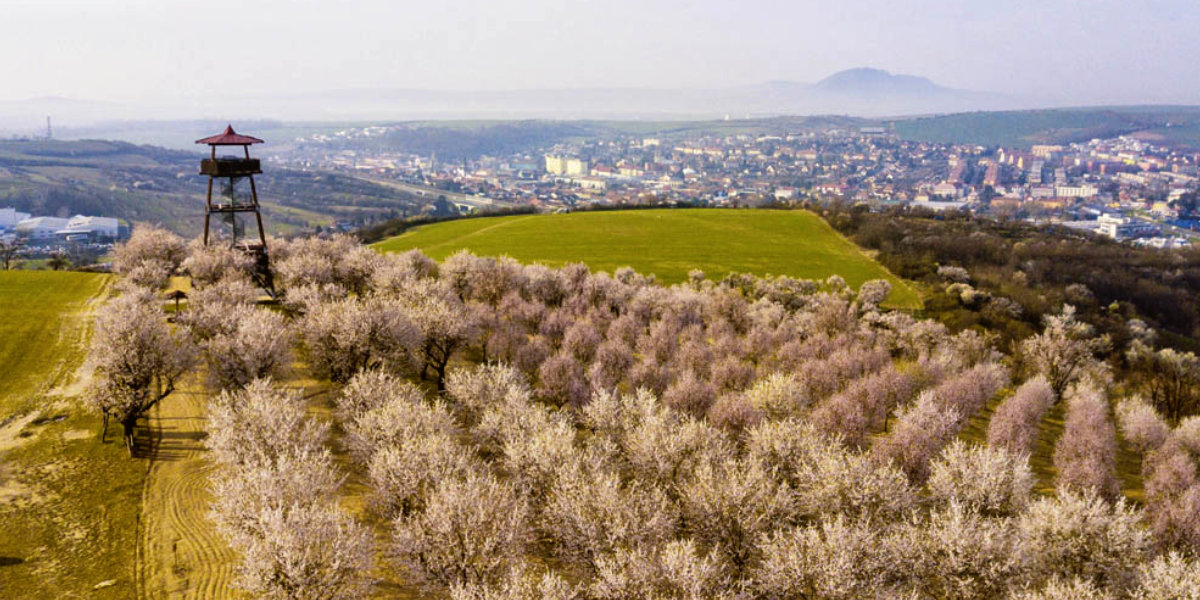 Hustopečská mandlárna