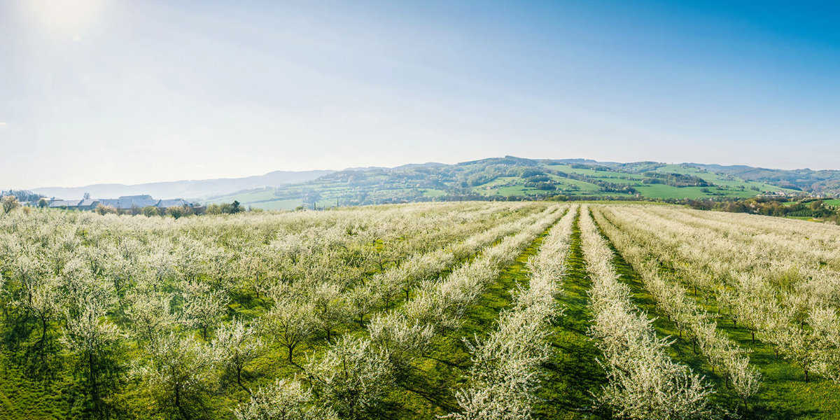 Vizovická Slivovice