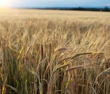 Hrdě lokální whisky