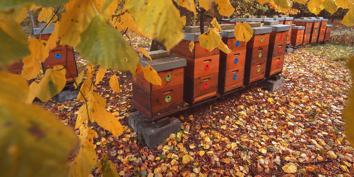 Tomáš Vorlíček včelařství