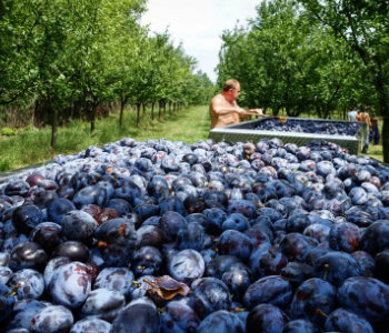 Sady lihovaru Žufánek